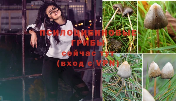 прущие грибы Карпинск
